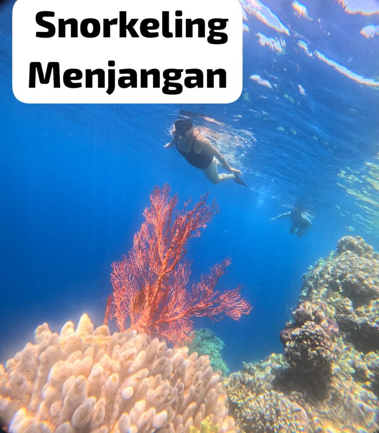 "tourist snorkeling menjangan"