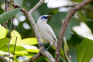 Bali birding tour