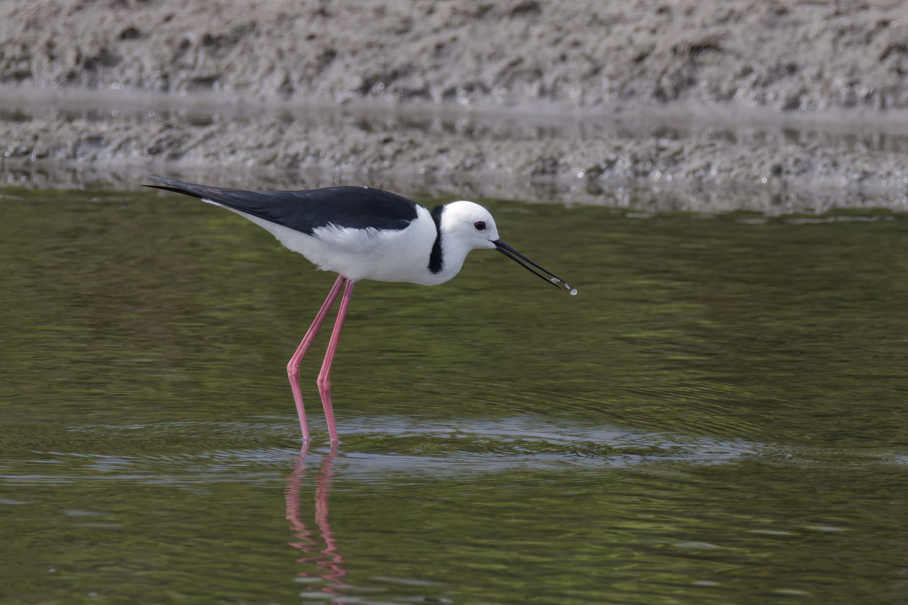 "pied stilt"