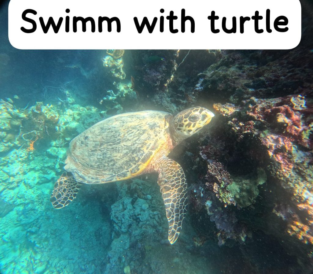 "turtlle in menjangan"