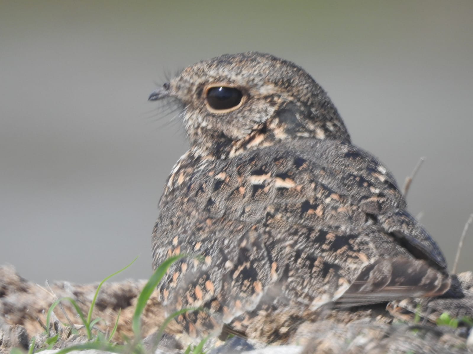 west bali birding tour