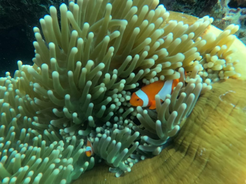 excursion menjangan island