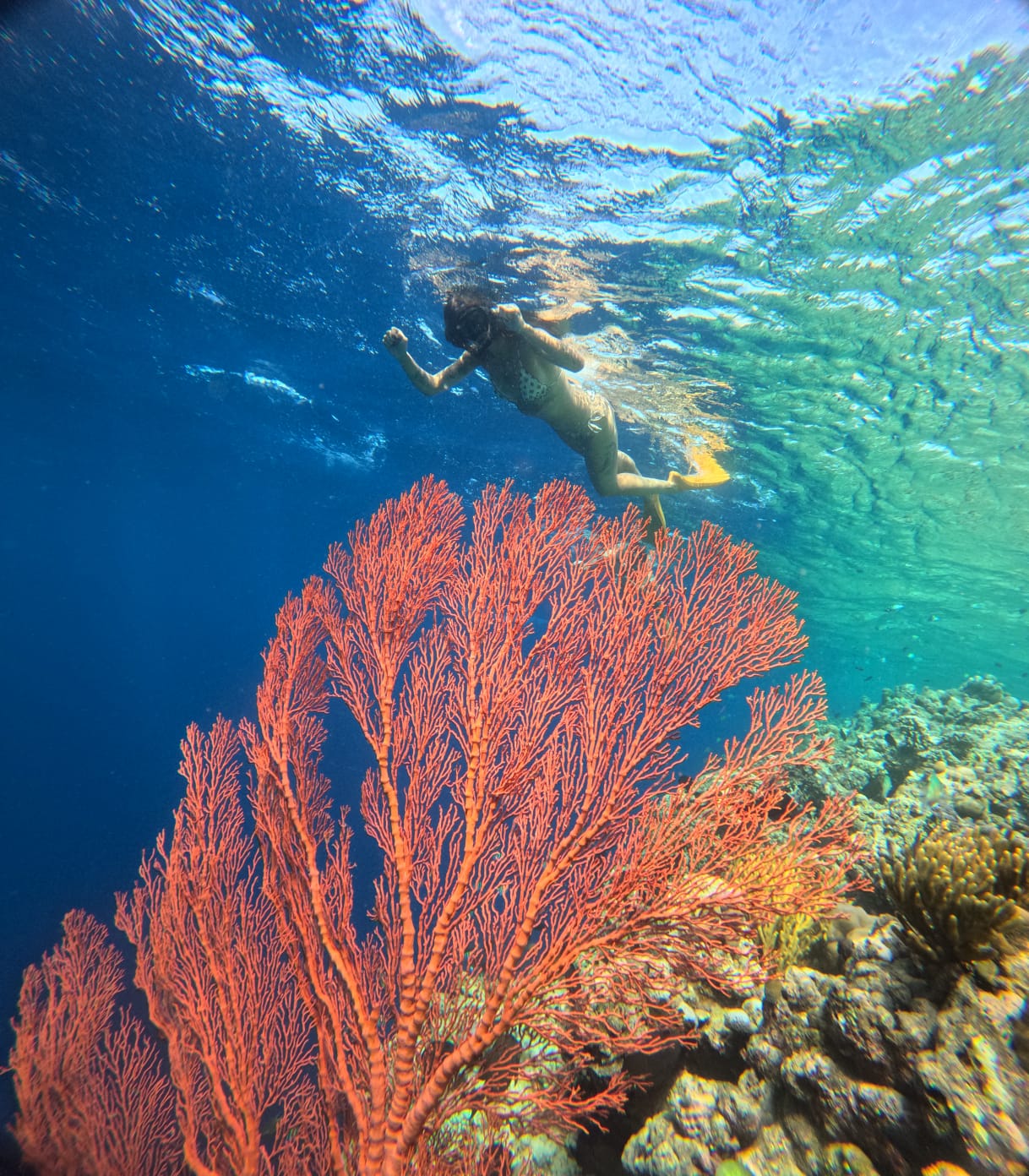 snorkeling menjangan island