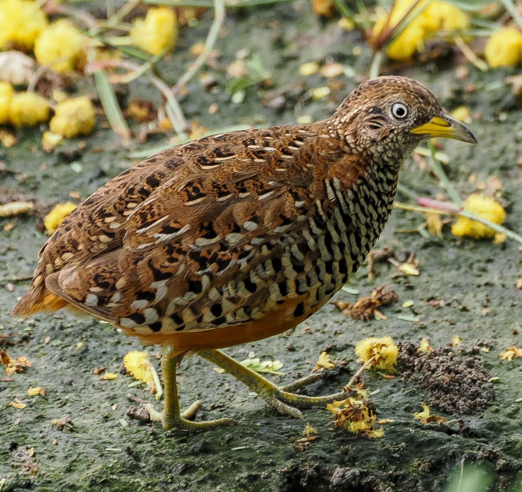 "birding in west bali"