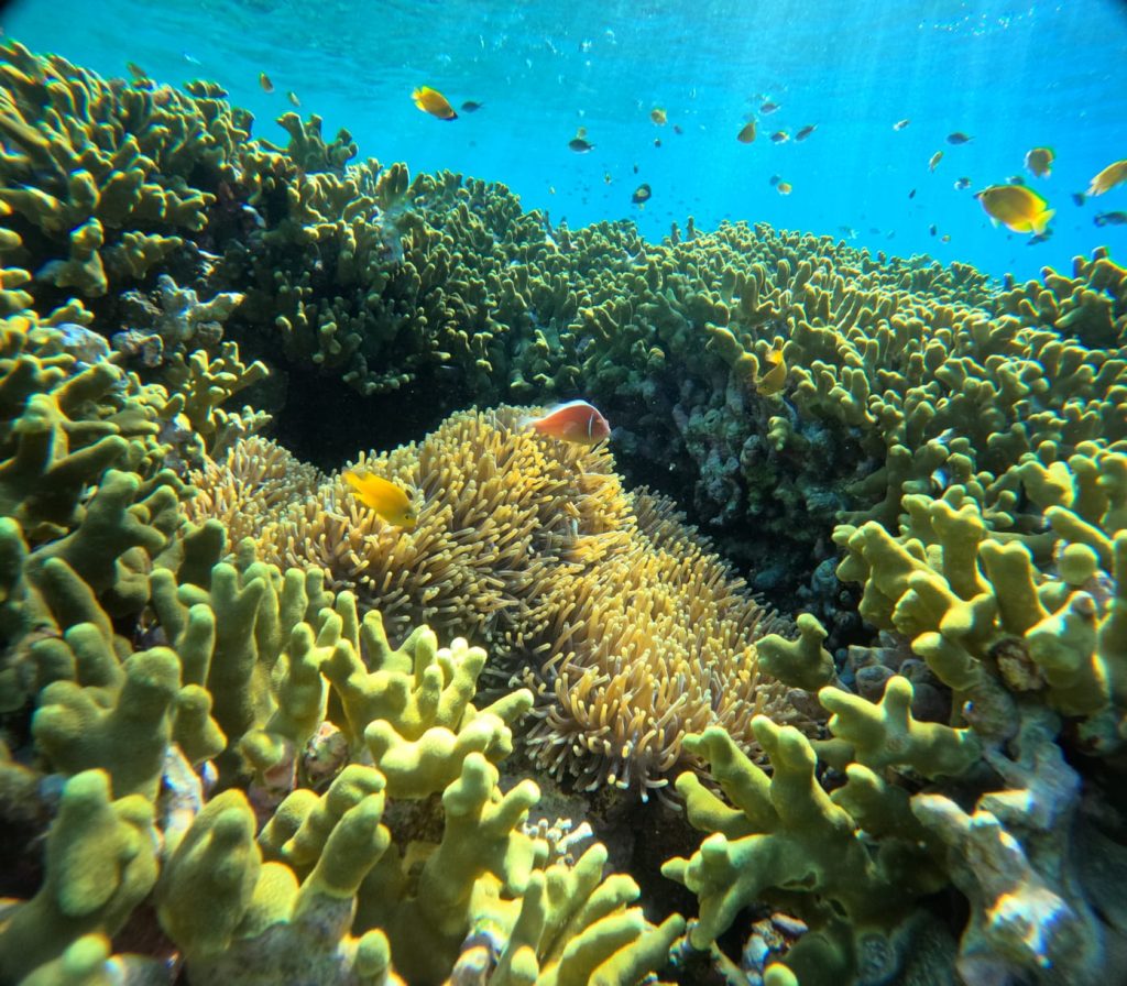 "marine life menjangan island"
