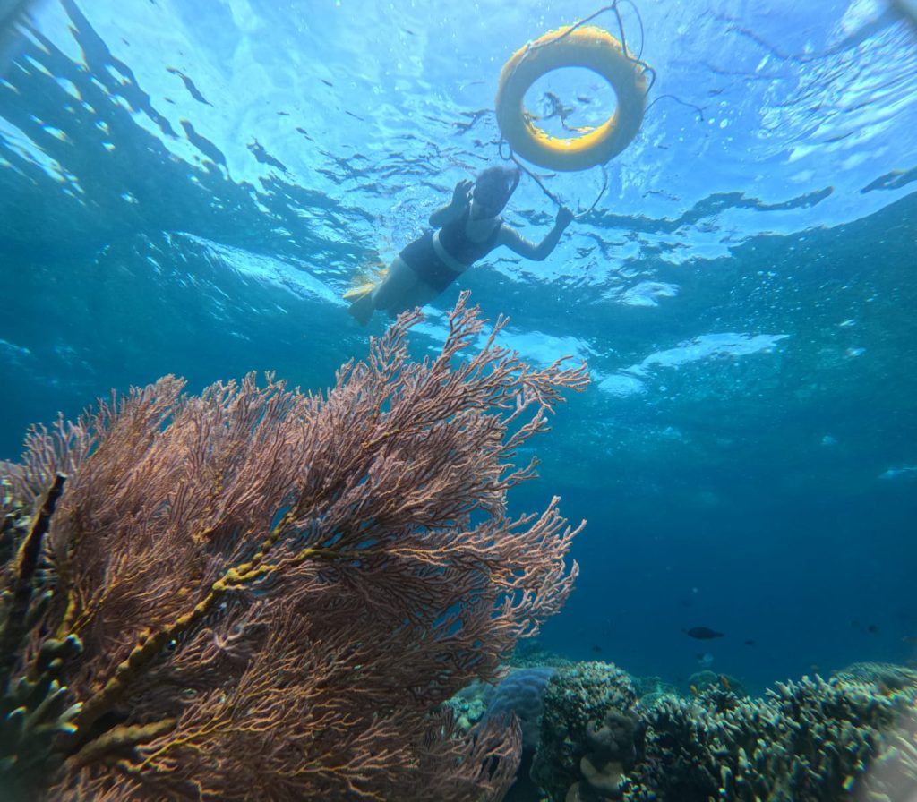"snorkeling in menjangan Island"